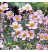 Anemone hupehensis