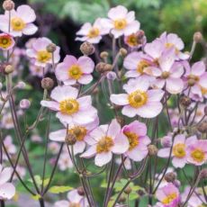 Anemone hupehensis