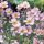 Anemone hupehensis
