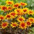 Heliopsis helianthoides ´Burning Hearts´