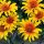 Heliopsis helianthoides ´Burning Hearts´