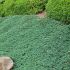 Juniperus horizontalis ´Wiltonii´