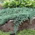 Juniperus horizontalis ´Wiltonii´