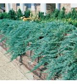 Juniperus horizontalis ´Wiltonii´