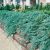 Juniperus horizontalis ´Wiltonii´