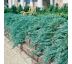 Juniperus horizontalis ´Wiltonii´ 9x9 / 0,5L
