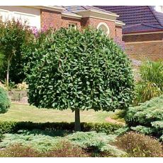 Salix caprea ‘Pendula’