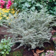 Lonicera nitida ´Lemon Beauty´