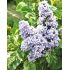 Syringa vuglaris ´Aucubaefolia´