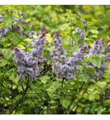 Syringa vuglaris ´Aucubaefolia´