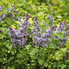 Syringa vuglaris ´Aucubaefolia´