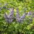 Syringa vuglaris ´Aucubaefolia´