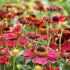Helenium autumnale ´Salud Embers´