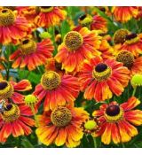 Helenium autumnale ´Salud Embers´