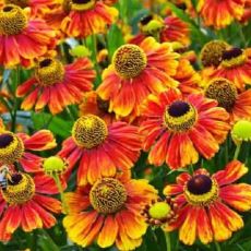 Helenium autumnale ´Salud Embers´