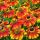 Helenium autumnale ´Salud Embers´