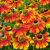 Helenium autumnale ´Salud Embers´