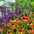 Helenium autumnale ´Salud Embers´