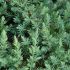 Juniperus conferta ´Blue Pacific´