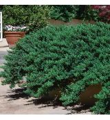 Juniperus conferta ´Blue Pacific´