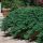 Juniperus conferta ´Blue Pacific´