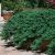 Juniperus conferta ´Blue Pacific´