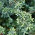 Juniperus conferta ´Blue Pacific´