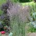 Calamagrostis acutiflora ´Overdam´