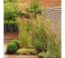 Calamagrostis acutiflora ´Overdam´ 9x9 / 0,5L