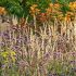 Calamagrostis acutiflora ´Overdam´