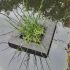 Juncus effusus ´Spiralis´