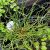 Juncus effusus ´Spiralis´