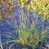 Juncus effusus ´Spiralis´