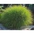 Miscanthus sinensis ´Gracillimus´