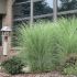 Miscanthus sinensis ´Gracillimus´