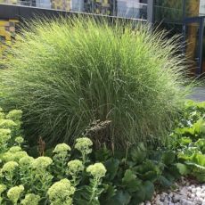 Miscanthus sinensis ´Gracillimus´