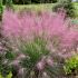 Muhlenbergia reverchonii ´Undaunted´