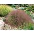 Muhlenbergia reverchonii ´Undaunted´
