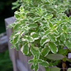 Mäta ananásová ´Variegata´