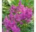 Astilbe chinensis ´Pumila´ 9x9 / 0,5L