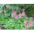 Astilbe chinensis ´Pumila´