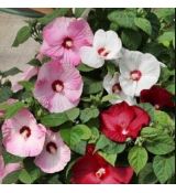 Hibiscus moscheutos ´Honeymonn Mix´