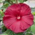 Hibiscus moscheutos ´Honeymonn Mix´