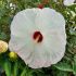 Hibiscus moscheutos ´Honeymonn Mix´