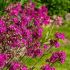 Lychnis viscaria 'Firebird'