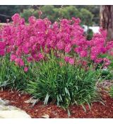 Lychnis viscaria 'Firebird'