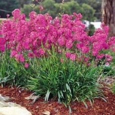 Lychnis viscaria 'Firebird'