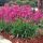 Lychnis viscaria 'Firebird'