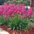 Lychnis viscaria 'Firebird'