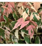 Acer negundo ´Flamingo´